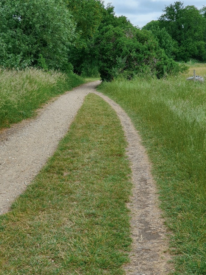A photograph of a pathway made by pedestrian traffic on a grassy path with two pathways of different widths.