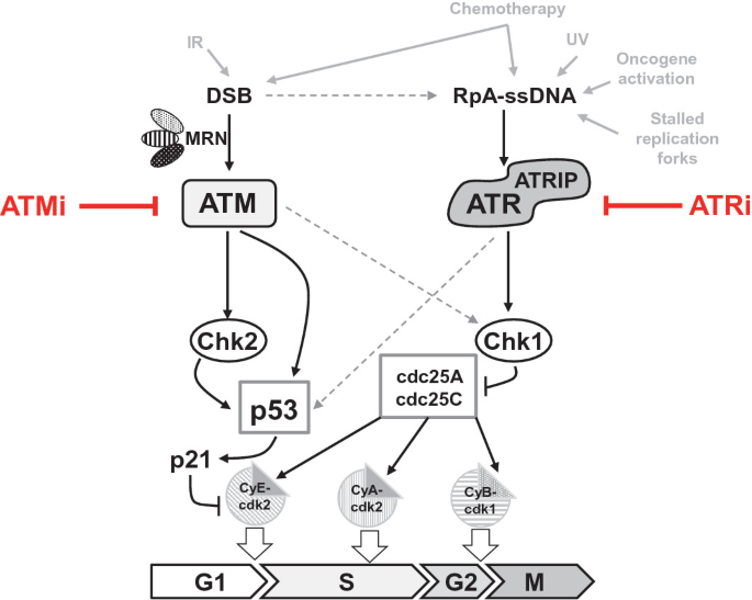 A schematic depicts the D N A damage response's A T M and A T R pathways. D N A double-strand breaks activate the A T M pathway, resulting in c h k 2 and p 53 activation as well as G 1 cell cycle arrest. The A T R pathway was activated by R p A, resulting in the activation of c d c 25 A and 25 C and subsequent G 2 cell cycle arrest.