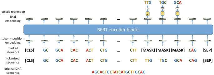A schematic of B E R T encoder block displays the result of the process displays the final embedding of logistic regression, token plus position embedding, masked sequence, tokenized sequence, and the original D N A sequence.