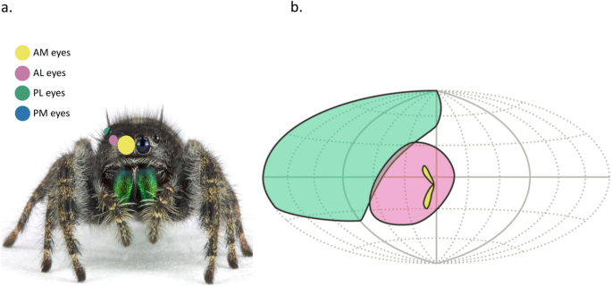 How jumping spiders' senses capture a world beyond our perception