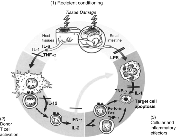 A circular illustration of 3 acute G V H D phases. They are 1. recipient conditioning, 2. donor T cell activation, and 3. cellular and inflammatory effectors, and their various process.