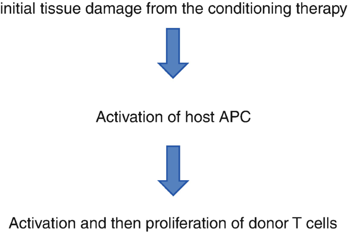 A flow diagram of the stages of G v H D is initial tissue damage from the conditioning therapy, activation of host A P C, and activation and then proliferation of donor T cells.