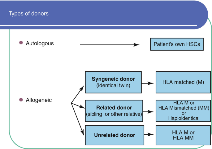 A chart titled types of donors. Autologous donors include the patient's own H S C. Allogeneic donors branch into syngeneic, related, and unrelated donors.