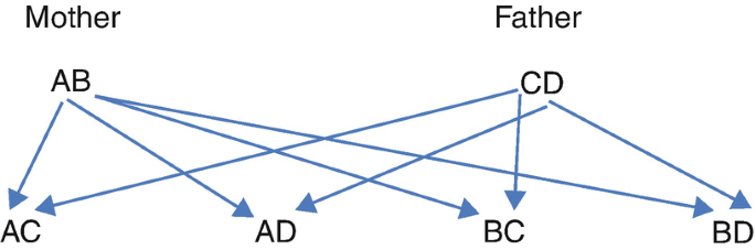 A relation chart of H L A typing between mother A B, and father C D. Their combination leads to A C, A D, B C, and B D.