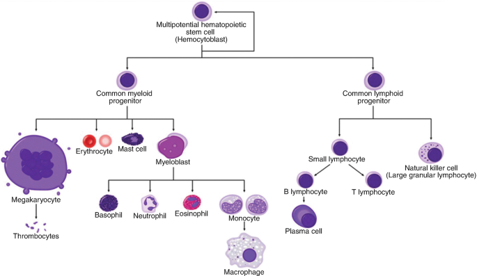 A flow chart for multipotential hematopoietic stem cells leads to the common myeloid and lymphoid progenitor. It further lists various cells.