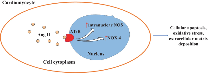 An illustration of a cardiomyocyte depicts the R A A S system. It includes angiotensin 2 in the cytoplasm and A T 1 R, oxidase intranuclear N O S, and oxidase N O X 4, which leads to extracellular matrix deposition.