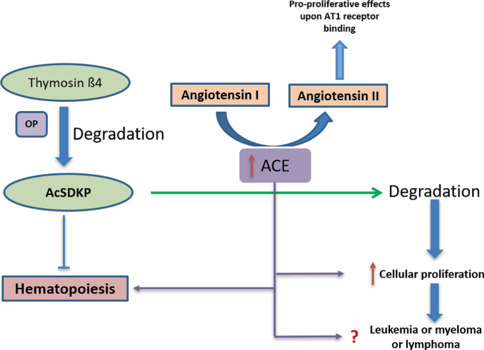 A flow diagram explains the effects of A C E and A c S D K P, which is formed by the degradation of thymosin beta 4, on hematopoiesis. A c S D K P directly causes inhibition and indirectly causes enhancement of hematopoiesis.