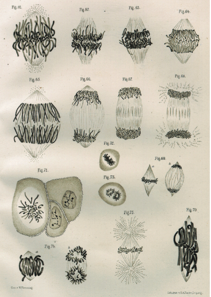 15 drawings illustrate different stages of cell division.