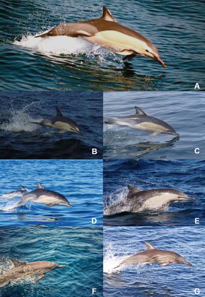 Common Dolphin Delphinus delphis Linnaeus, 1758 | SpringerLink