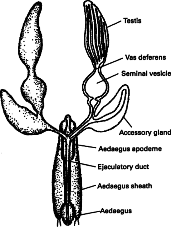 A diagram of the male Hymenopteran reproductive structure includes the testis, vas deferens, seminal vesicle, accessory gland, aedeagus apodeme, ejaculatory duct, aedeagus sheath, and aedeagus.