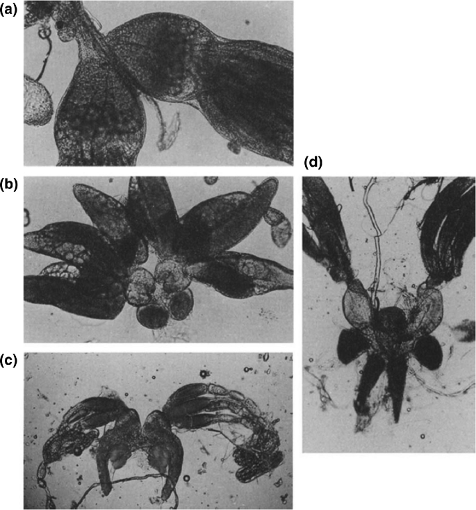 4 micrographs of the calyx with the lateral oviduct of Hymenoptera insects. The prominent parts are the pair of colleterial glands and the lobes of the calyx, along with the ovaries.