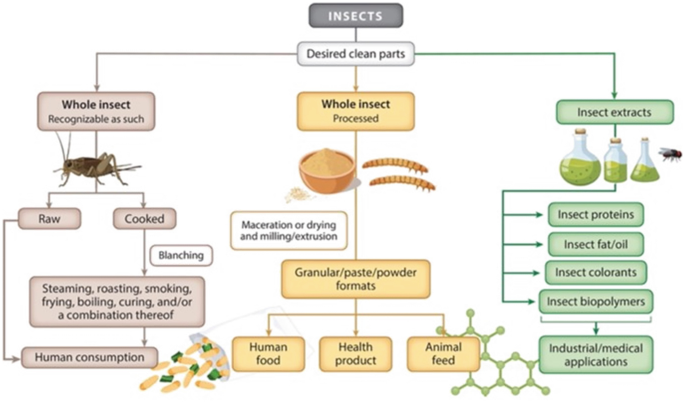 Study Finds Insects Can Experience Chronic Pain