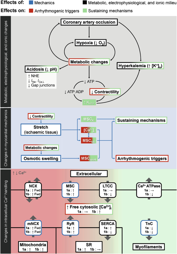 A flow diagram of the mechanisms of ventricular mechano-arrhythmogenesis has 3 parts. 1. metabolic, electrophysiological, and ionic changes. 2. changes in myocardial mechanics. 3. changes in intracellular C a 2 plus handling.