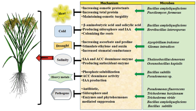 A flow diagram with an illustration of a plant and a table. The table has two columns. The column headers are microbes and their mechanisms. The table defines how the microbes help to protect against abiotic and biotic stress, which causes harm to plants.