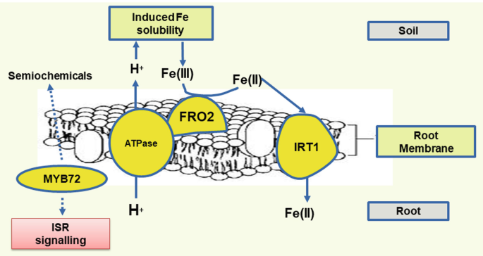 An illustration of root membrane presents iron deficiency. I R T 1 and F R O 2 in the root membrane receive F E 3 from the soil and reduce F E 3 to F E 2.