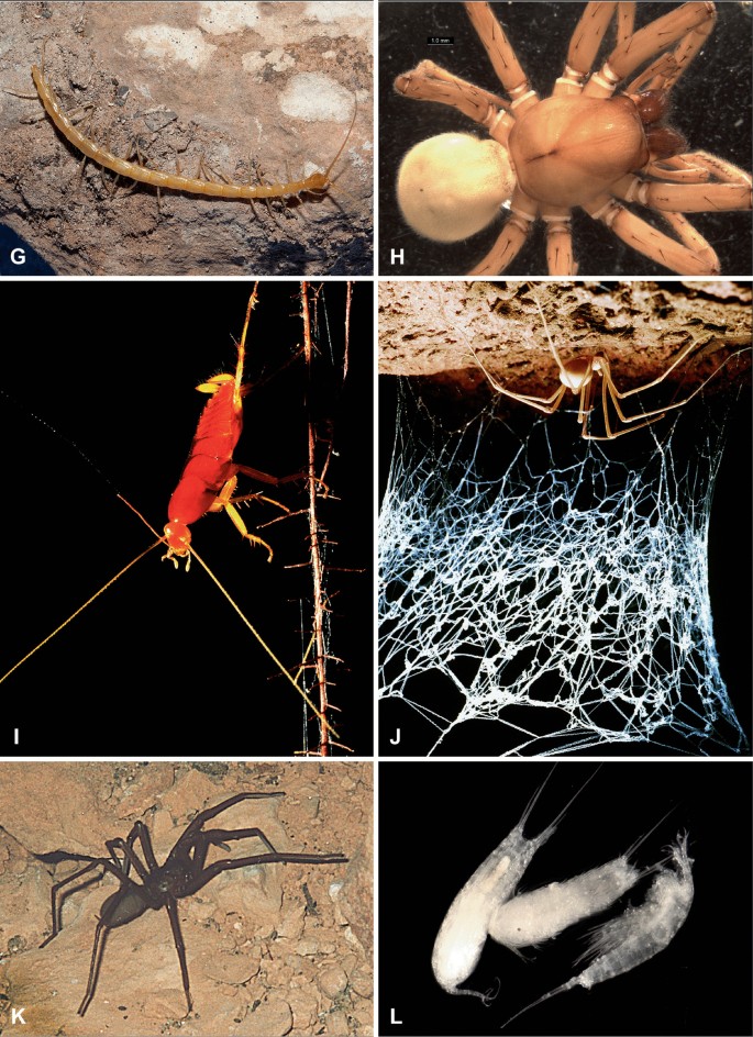 It's getting hotter, so spiders are emerging. Should I be alarmed? -  Institute for Molecular Bioscience - University of Queensland