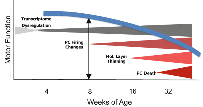 A plot for motor function versus various weeks of age. The curve is decreasing, and the distance from the x-axis is marked. The triangles mark the values for P C death, molecular layer thinning, P C firing changes, and transcriptome dysregulation.