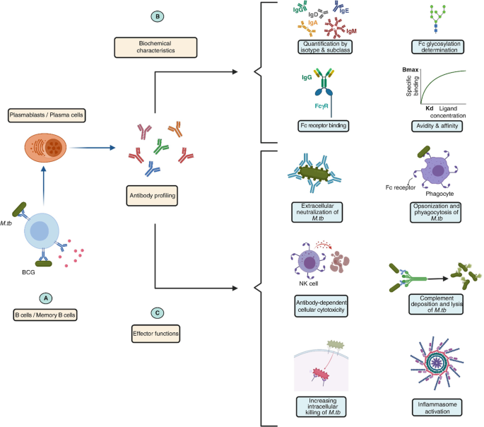 A schematic where A marks plasma cells from B cells, B marks biochemical characteristics, and C marks effector function. On the left are the following labels, quantification by isotype and subclass, f c glycosylation determination, f c receptor binding, and avidity and affinity.