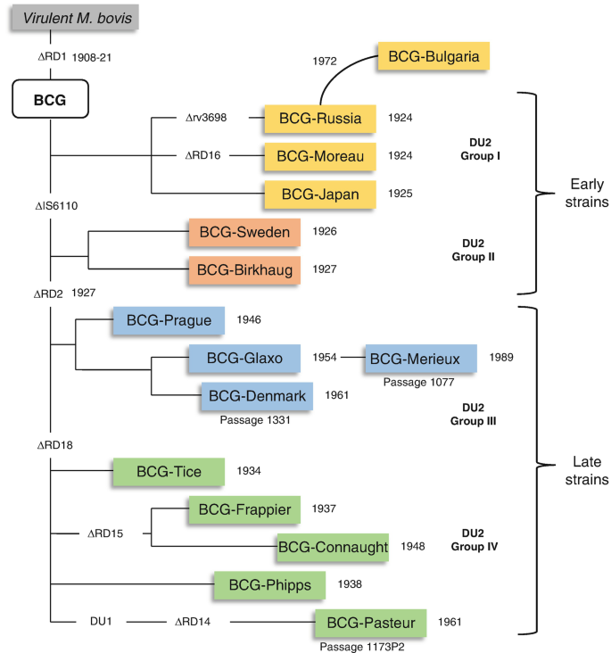 A timeline block diagram represents the evolution of B C G from virulent Mycobacterium bovis. It is grouped into early strains and late strains. Early strains include D U 2 groups 1 and 2 and late strains include D U 2 groups 3 and 4.