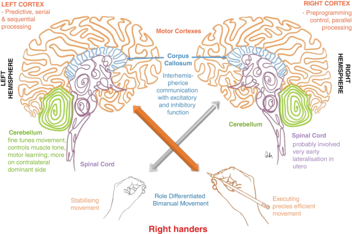 Cortical lateralization of cheirosensory processing in callosal dysgenesis  - ScienceDirect