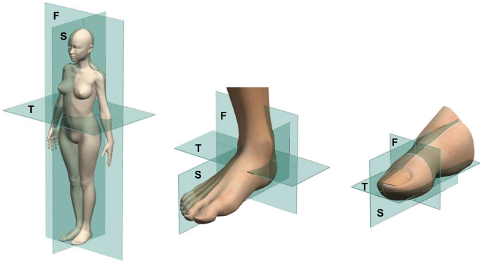 The Art of the Musculoskeletal Physical Exam: Foot and Toes Biomechanics of  the Foot