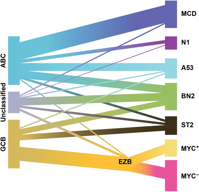 An illustration of diffuse large B cell lymphoma includes A B C, unclassified, and G C B with the types of M C D, N 1, A 53, B N 2, S T 2, M Y C plus, and M Y C minus. It is represented by different shades of colors.