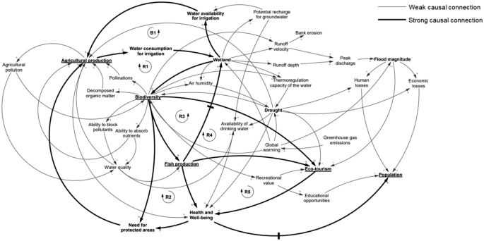 A network diagram of the flood and drought modeling. The benefits of weak and strong causal connections occur between agricultural production, biodiversity, fish production, eco-tourism, population, wetland, water availability and consumption for irrigation.