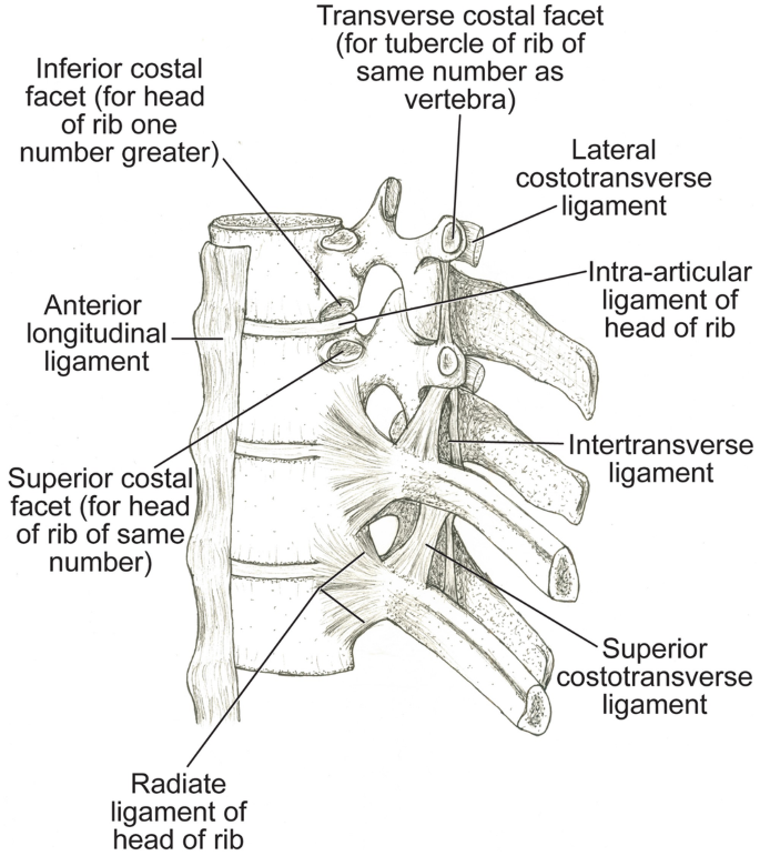SEF-corset: in anterior -, posterior -, lateral - and anterolateral view.