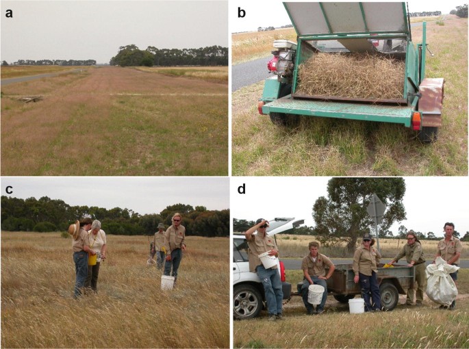 Four photos exhibit a grassy field next to a road, a brush harvester in the field, and people standing in the grassy field with buckets.