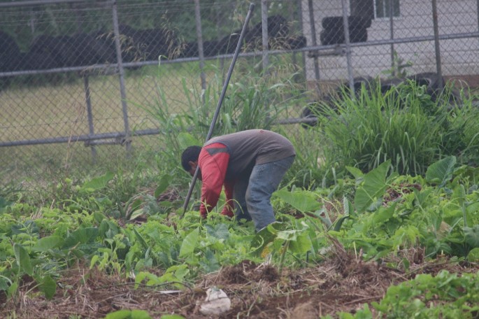 A photograph of a man working in a yam field. A metal fence is in the background.