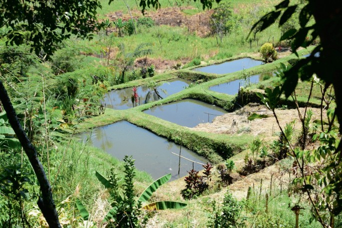 A photograph of an aerial view of a typical earthen pond system in Eastern Highlands Province. It has 5 small rectangular-shaped ponds.