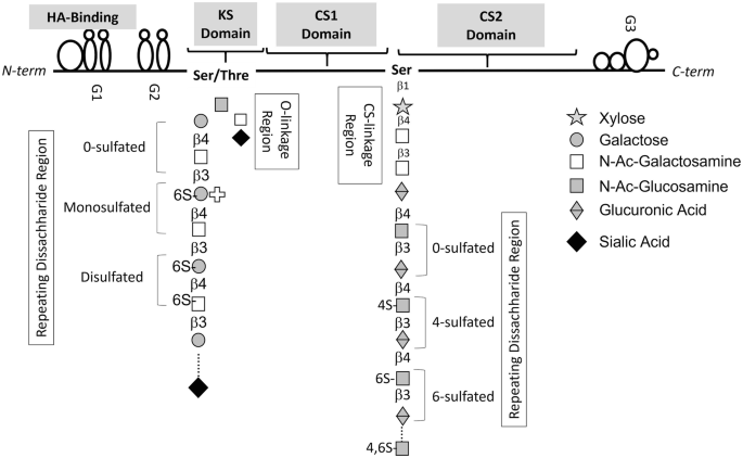 An illustration of H A binding, G 1, G 2, K S, C S 1, C S 2, and G 3 domains. The lower part illustrates the repeating disaccharide regions, illustrating 0, mono, di, 4, and 6 repeating disaccharide regions with xylose, galactose, N A c gluco and galactosamine, glucuronic acid, and sialic acid.