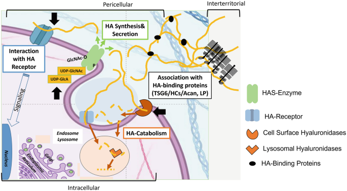 A diagram with intracellular, pericellular, and interterritorial sections. In the intracellular and pericellular space, interactions with the H A receptor, H A synthesis and secretion, association with H A binding proteins, and H A catabolism occur.
