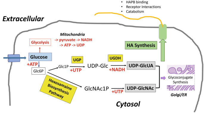 A diagram illustrates a cytosol and extracellular regions. In the cytosol, glycoconjugate synthesis occurs in the golgi region after glucose enters from the extracellular regions. H A P B binding, receptor interactions, and catabolism is marked on extracellular region.