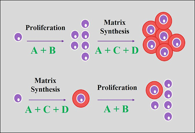 2 schematic flow diagrams from left to right. Top panel: A factor that undergoes proliferation by an A plus B growth factor combination and then matrix synthesis by an A plus C plus D growth factor combination results in the generation of more robust neocartilage. Bottom panel: A factor that undergoes matrix synthesis by an A + C + D growth factor combination and then proliferation by an A + B growth factor combination results in the generation of less robust neocartilage.