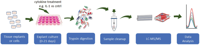 A model flow diagram for the in vitro process. The procedure involves tissue explants or cells, explant culture, trypsin digestion, sample cleanup, L C M S forward slash M S and data analysis.