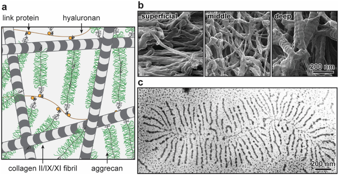 A set of illustrations, S E M images, and electron microscopy image labeled a, b, and c. A has cylindrical strands of collagen with horizontal lines. It has fibrous structures labeled aggrecan, with small tubules called hyaluronan. There is link protein on the tubules. B has 3 S E M images at 200 nanometers. The images have strand-like interconnected structures for superficial, middle, and deep regions. C is at the scale of 200 nanometers. It has tiny extensions that extend from a horizontal central strand.
