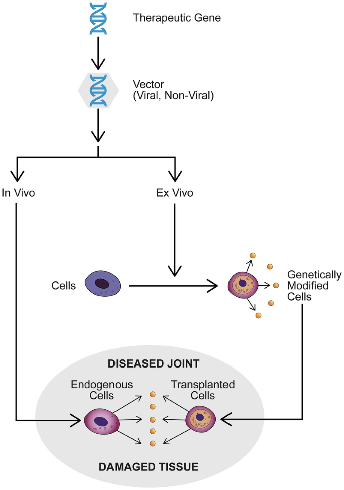 A flow diagram of gene delivery. It presents the in vivo and ex vivo delivery of the therapeutic gene with a viral or non-viral vector. The ex vivo method genetically modifies the cell and then transplants it.
