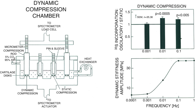 Left: An illustration of a dynamic compression chamber with labeled parts in a clockwise manner: inlet to the spectrometer load cell, pin and sleeve, heat exchanger, static compression, an outlet to spectrometer actuator, dynamic compression, and others. Right: A bar and line graphs of 35 S incorporation: oscillatory or static and dynamic stiffness amplitude versus frequency in hertz represents dynamic compression.
