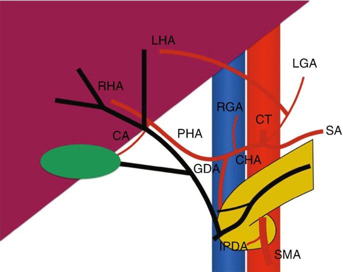 Liver | SpringerLink liver-springerlink