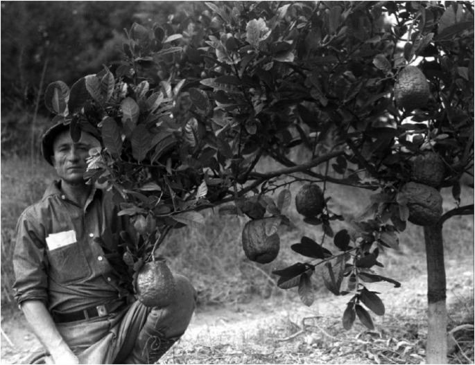 A vintage photograph of a Calabrian family harvesting orange blossoms in a traditional orchard.