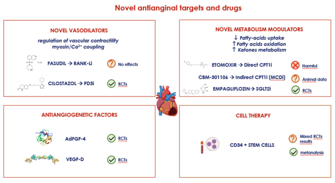 A chart on novel antianginal targets and drugs. It has 4 categories as follows. Novel vasodilators, antiangiogenetic factors, novel metabolism modulators, and cell therapy.