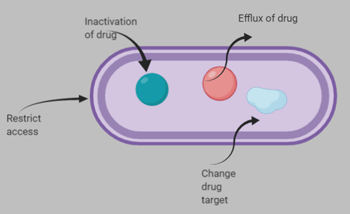 A diagram of a cell with 4 mechanisms. 1. Restrict access at the cell wall. 2. Inactivation of the drug. 3. Efflux of the drug. 4. Change drug target.