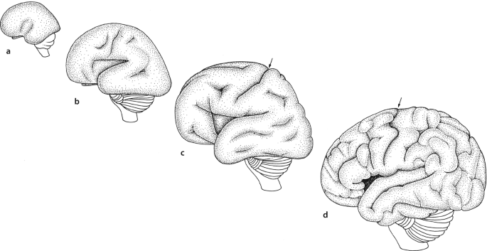 a to d. 4 diagrams of the developing human brain. Their size increases in the order a to d.