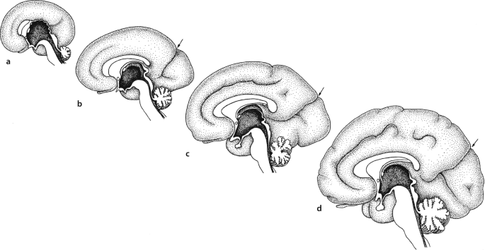 a to d. 4 diagrams of the developing human brain in medial view. Their size increases in the order a to d.