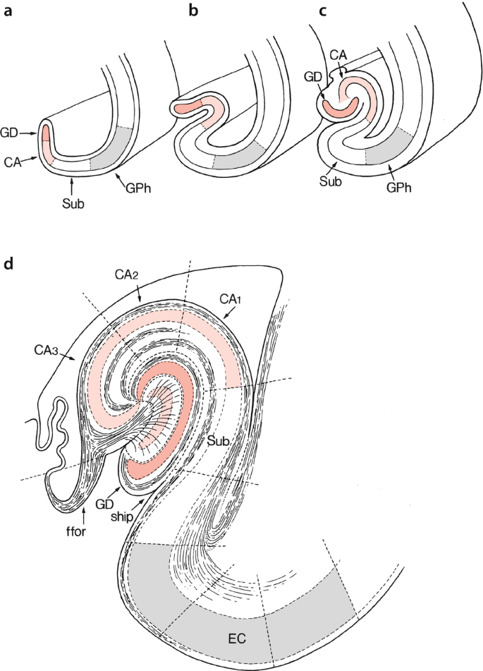 a to c. 3 diagrams represent the development of the human hippocampal. The labeled parts are G D, C A, Subiculum, and G P h. d. A cross-sectional diagram of its structure. It is reverse S-shaped. Some of the labeled parts at the top are C A 3, C A 2, C A 1, and E C at the bottom.