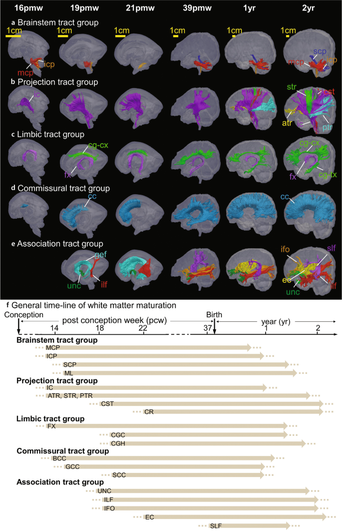 a to e. 29 diffusion M R I tractographs of the developing foetal and infant human brains are presented. The white matter tracts are highlighted in color gradients in different parts of the brain. f. A time line of white matter maturation indicates that in all tract groups, it is more than 37 weeks.