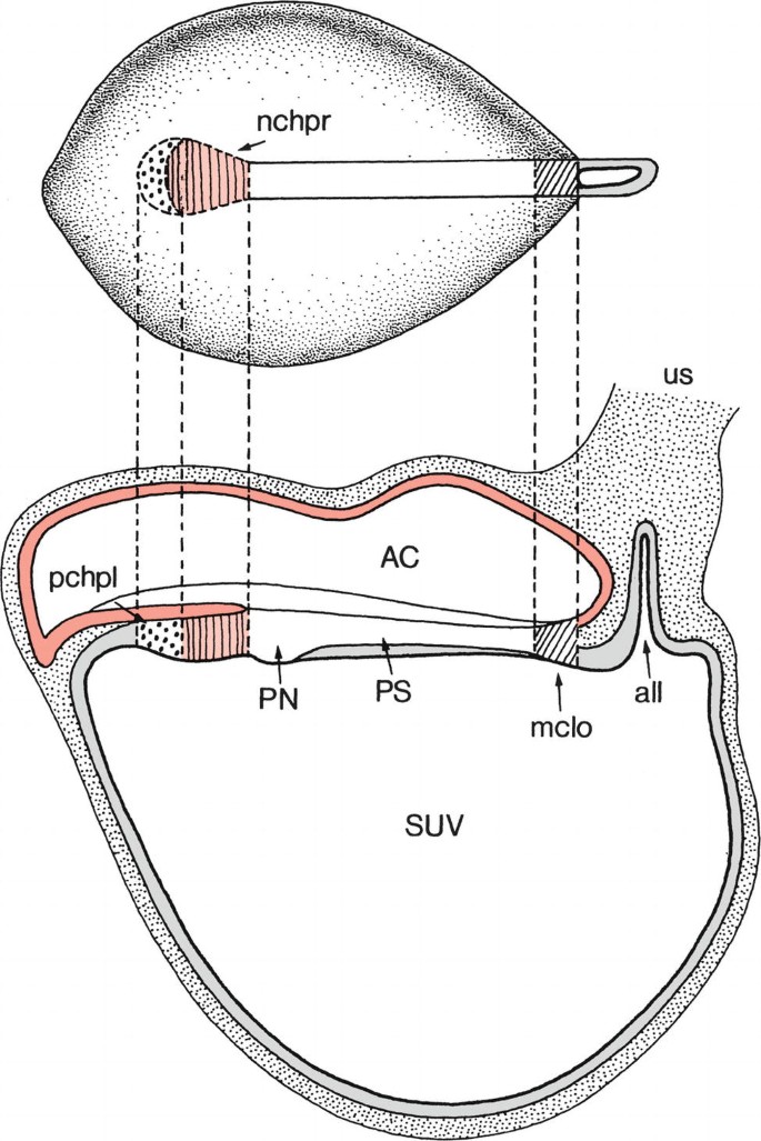 Two cross-sectional diagrams of the stage 7 embryo. In the first diagram, a spoon-shaped structure placed horizontally in the center has a dark-shaded region, labeled n c h p r. In the second diagram, there are 2 parts labeled A C and S U V. Other labeled parts are p c h p l, P N, and P S.