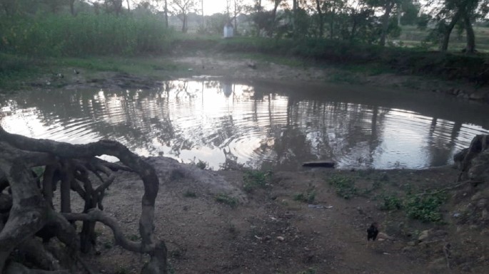 A small pond surrounded by trees.