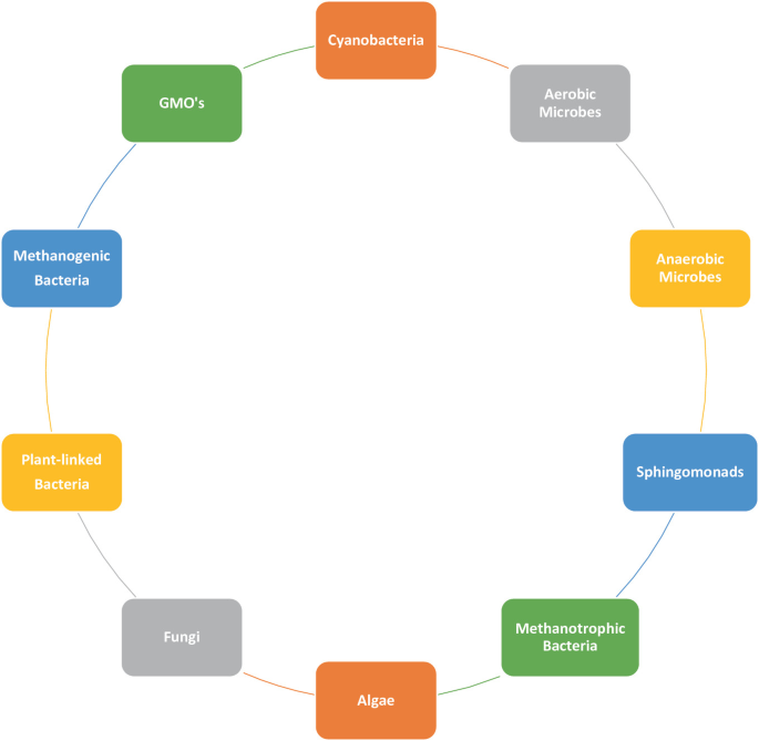 A circular chart of various microbes. They are cyanobacteria, aerobic, and anaerobic microbes. sphingomonads, methanotrophic bacteria, algae, fungi, plant-linked bacteria, methanogenic bacteria, and G M O's.